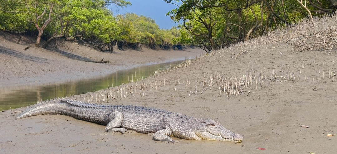 SUNDARBAN Tour Package - সুন্দরবন ট্যুর প্যাকেজ