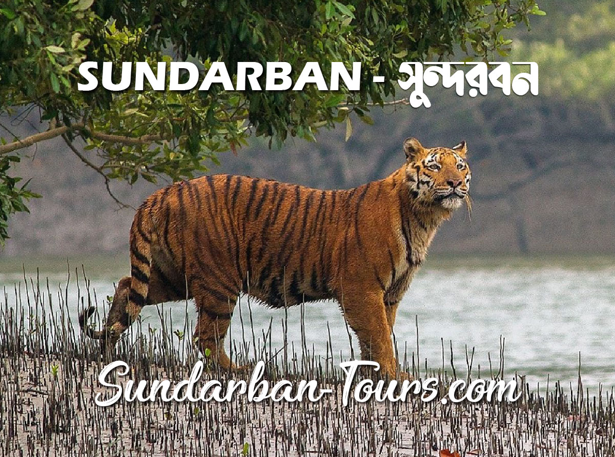 Sundarban Tour Package