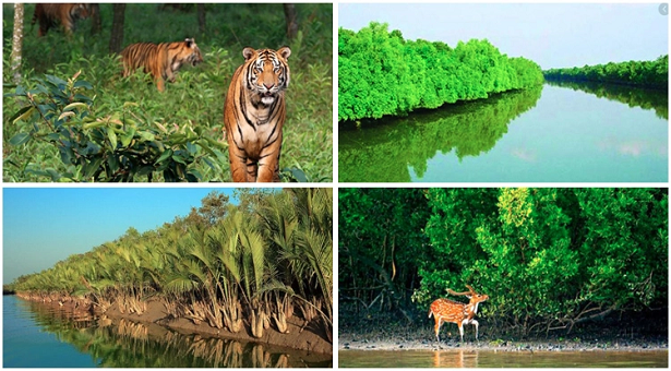Sundarban Tour Package