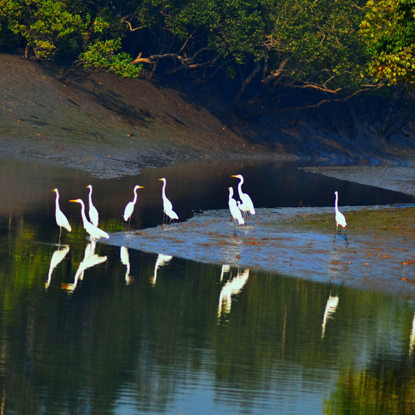SUNDARBAN