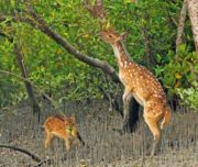 SUNDARBAN