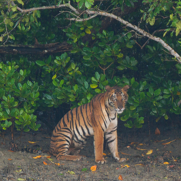 SUNDARBAN